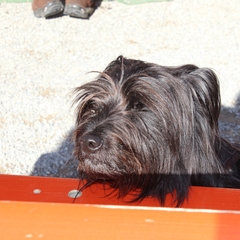 Hundetreffen 2014 im Allgäu (25)